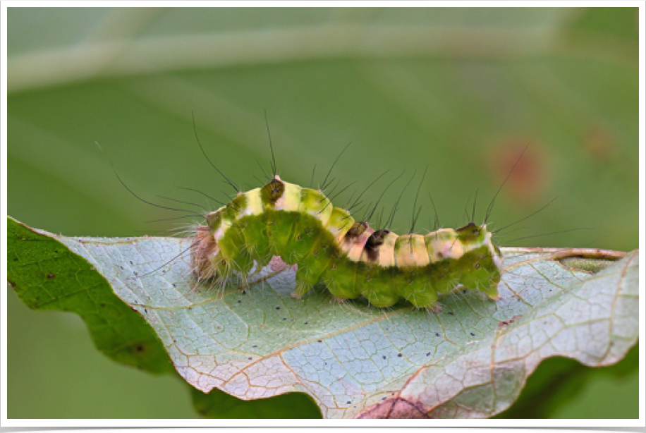 Acronicta hamamelis
Witch Hazel Dagger
Clay County, Alabama